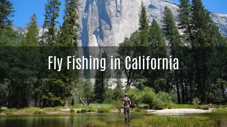 Fly Fishing in California