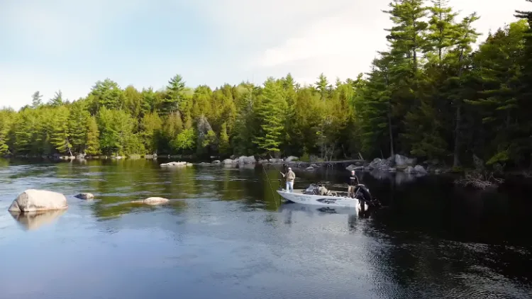 What fish species can be caught with fly fishing in Maine